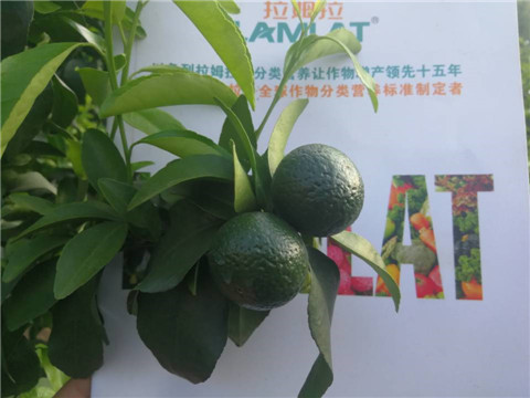 菌劑，水溶肥，