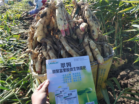 微生物菌劑，拉姆拉