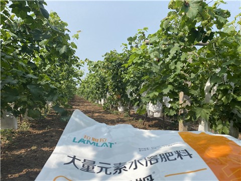 大量元素水溶肥，拉姆拉，翠姆