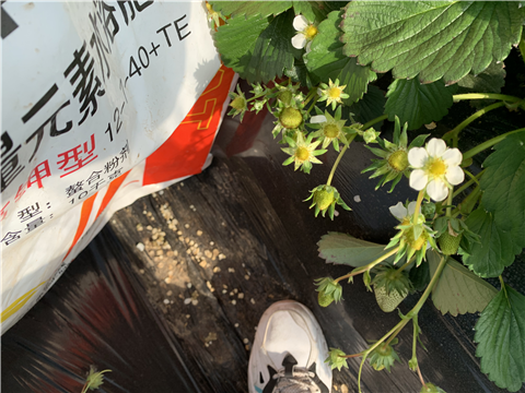 水溶肥，拉姆拉，翠姆