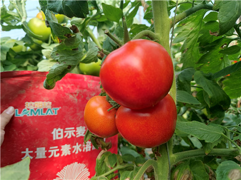 水溶肥，拉姆拉，伯示麥 